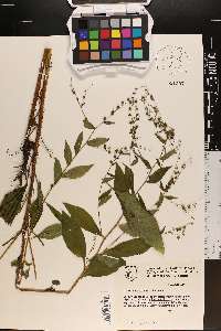 Hackelia virginiana image