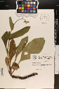 Cynoglossum virginianum image