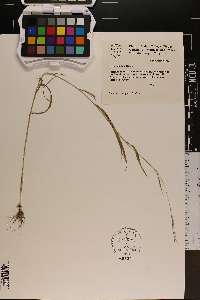 Cinna arundinacea image