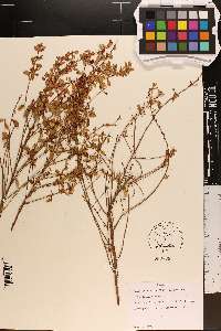 Vaccinium darrowii image