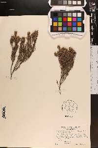 Hudsonia ericoides image