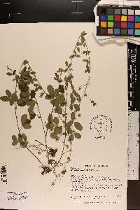 Lespedeza procumbens image