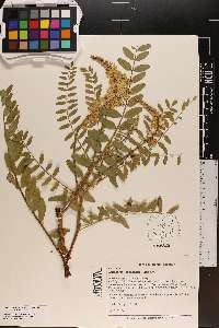 Astragalus canadensis image