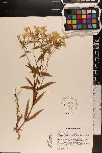 Phlox carolina image