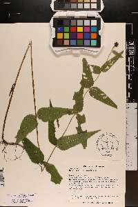 Helianthus divaricatus image