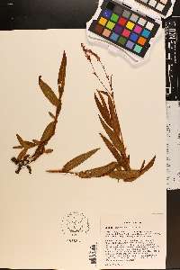 Persicaria hirsuta image