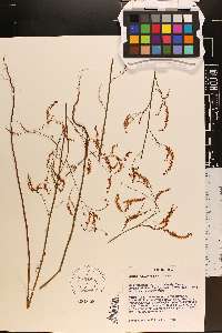 Polygonella gracilis image