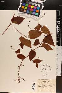 Brunnichia cirrhosa image