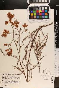 Polygonella americana image