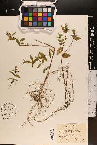 Cunila origanoides image