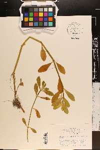 Alternanthera philoxeroides image