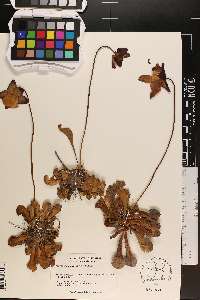 Sarracenia psittacina image