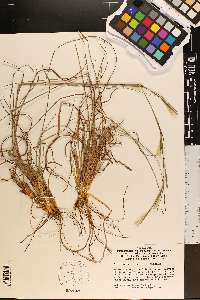 Andropogon ternarius image