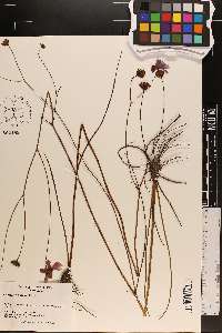 Coreopsis nudata image