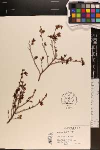Vaccinium elliottii image