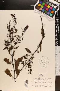 Aureolaria virginica image
