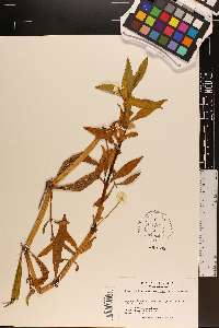 Alternanthera philoxeroides image
