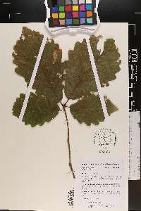 Quercus montana image