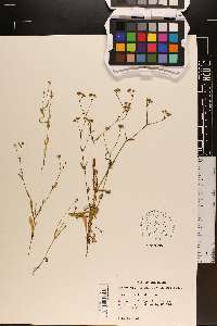 Valerianella dentata image