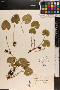 Hexastylis contracta image