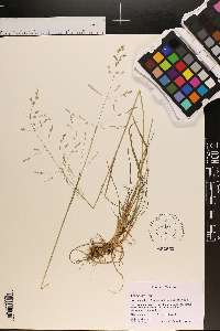 Poa alsodes image