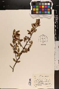Malus angustifolia image