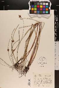 Scleria baldwinii image