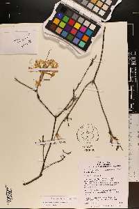Rhododendron canescens image