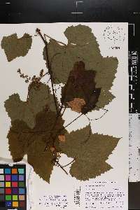 Vitis rufotomentosa image