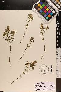 Polygala cruciata image