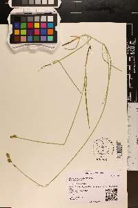 Carex suberecta image