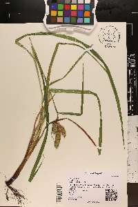 Carex typhina image