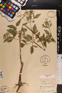 Thaspium trifoliatum image