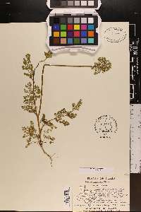 Daucus pusillus image