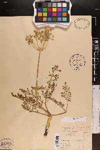 Cogswellia foeniculacea image