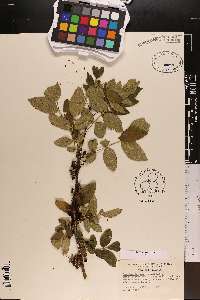 Zanthoxylum americanum image