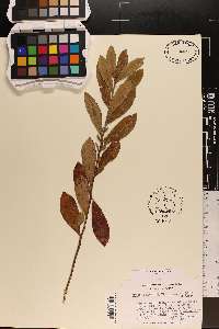 Nyssa sylvatica var. biflora image