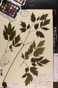 Thaspium barbinode image