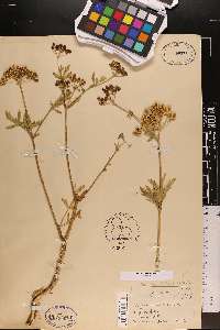 Polytaenia nuttallii image