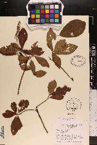 Clethra alnifolia var. alnifolia image