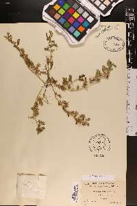 Tribulus terrestris image