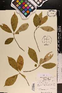 Nyssa sylvatica var. sylvatica image
