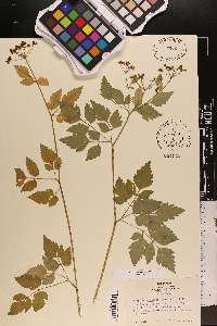 Thaspium barbinode image