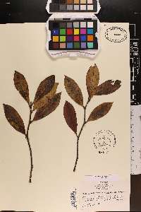 Nyssa sylvatica var. biflora image