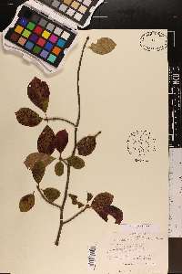 Nyssa sylvatica var. sylvatica image