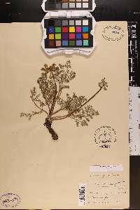 Cogswellia foeniculacea image