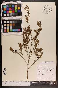 Vaccinium tenellum image