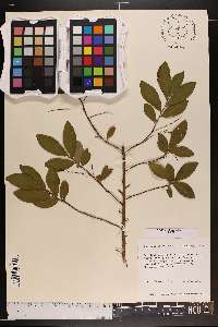 Gaylussacia frondosa var. frondosa image