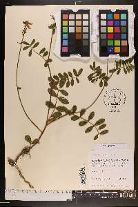 Tephrosia spicata image