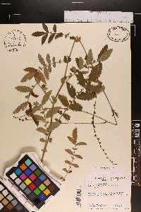 Agrimonia pubescens image